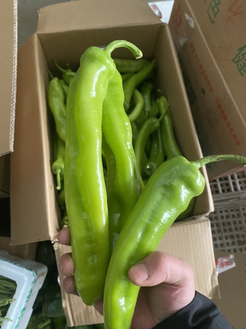 热销🔥邯郸各种椒类尖椒圆椒螺丝椒代收全带代发🤝