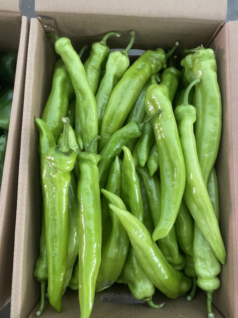 热销🔥邯郸各种椒类尖椒圆椒螺丝椒代收全带代发🤝