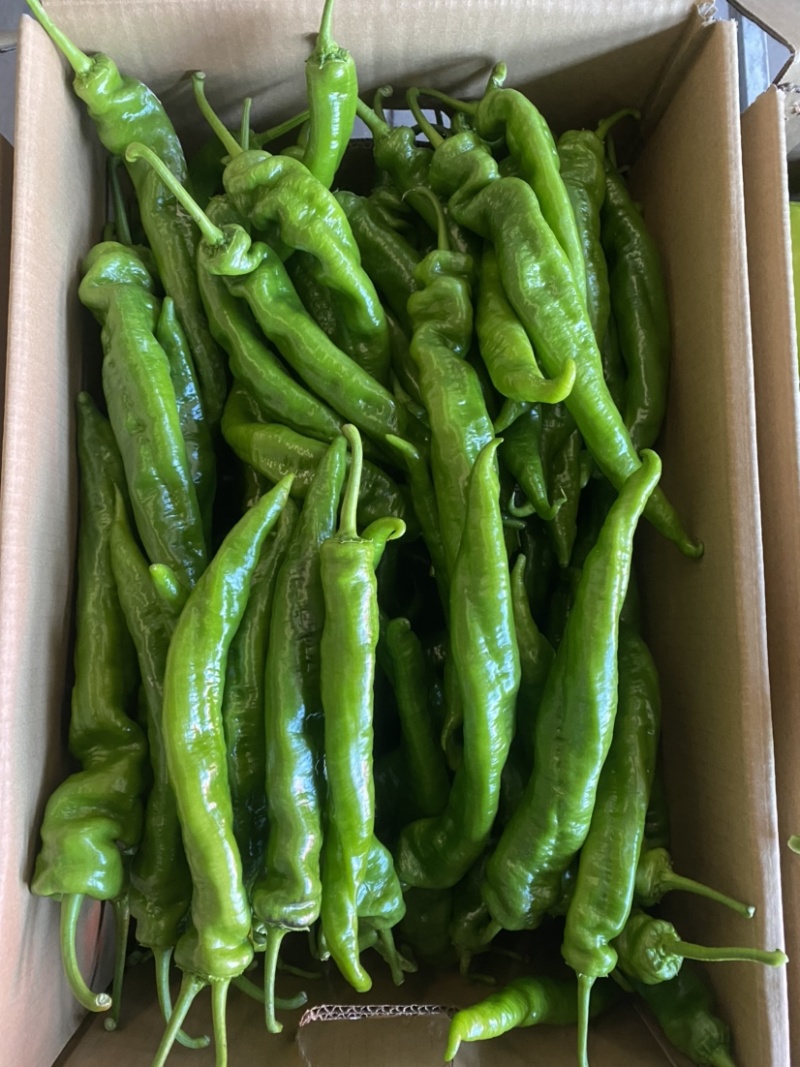 热销🔥邯郸各种椒类尖椒圆椒螺丝椒代收全带代发🤝