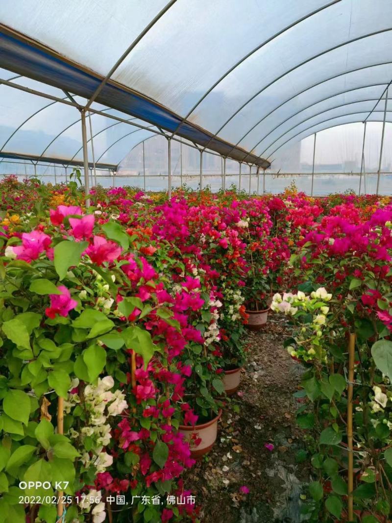 多彩三角梅市政庭院绿化基地直发，欢迎咨询