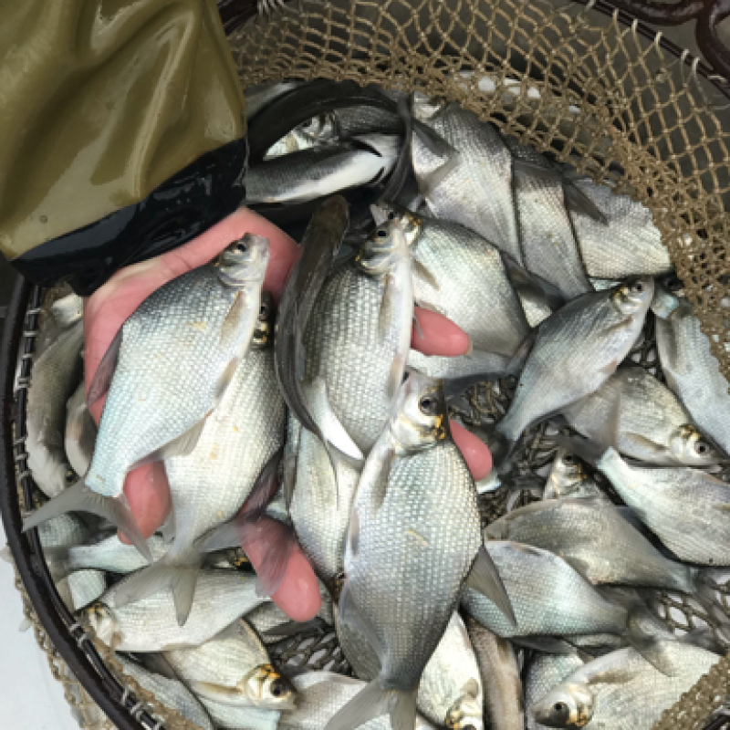 扁鱼苗，常年供应各种优质鱼苗，塘口买卖，价格优廉。