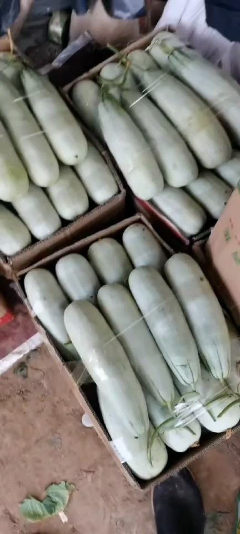 【荐】精品羊角蜜甜瓜大量有货现摘现发脆甜欢迎采购