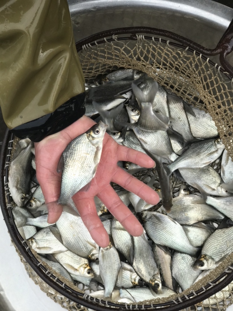 扁鱼苗，常年供应各种优质鱼苗，塘口买卖，价格优廉。