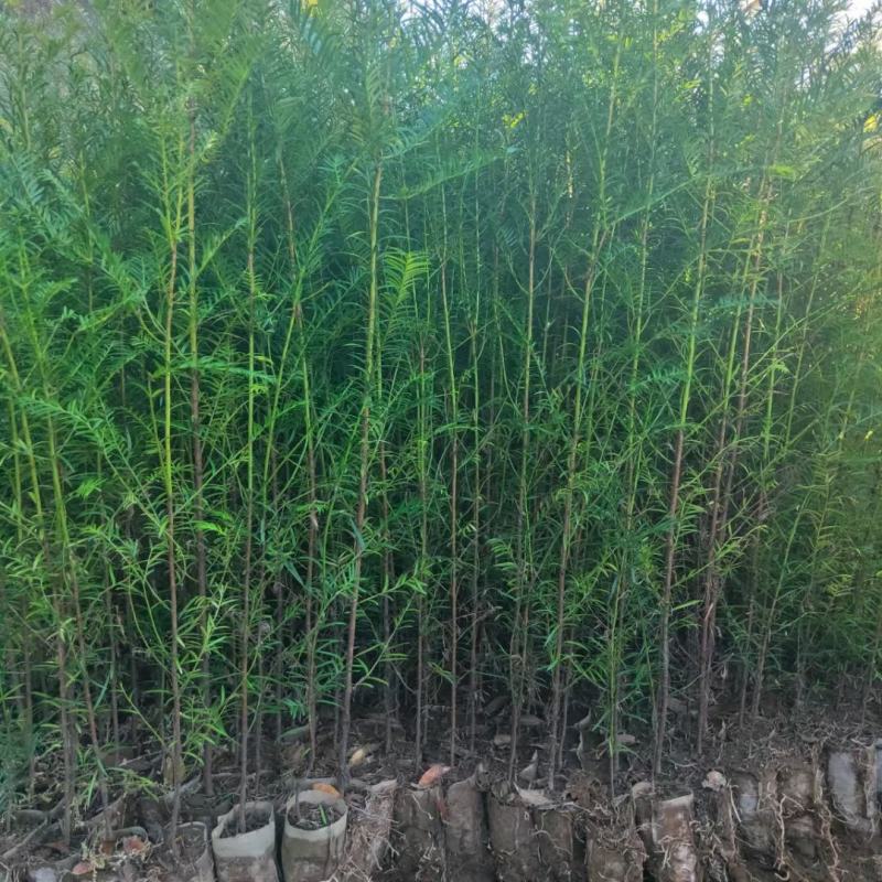 高含量红豆杉种苗，绿化红豆杉苗。