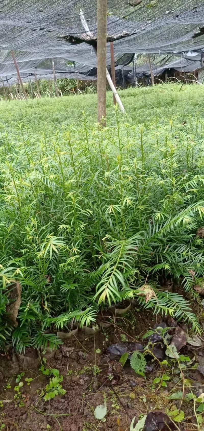 云南红豆杉，云南腾冲高含量红豆杉