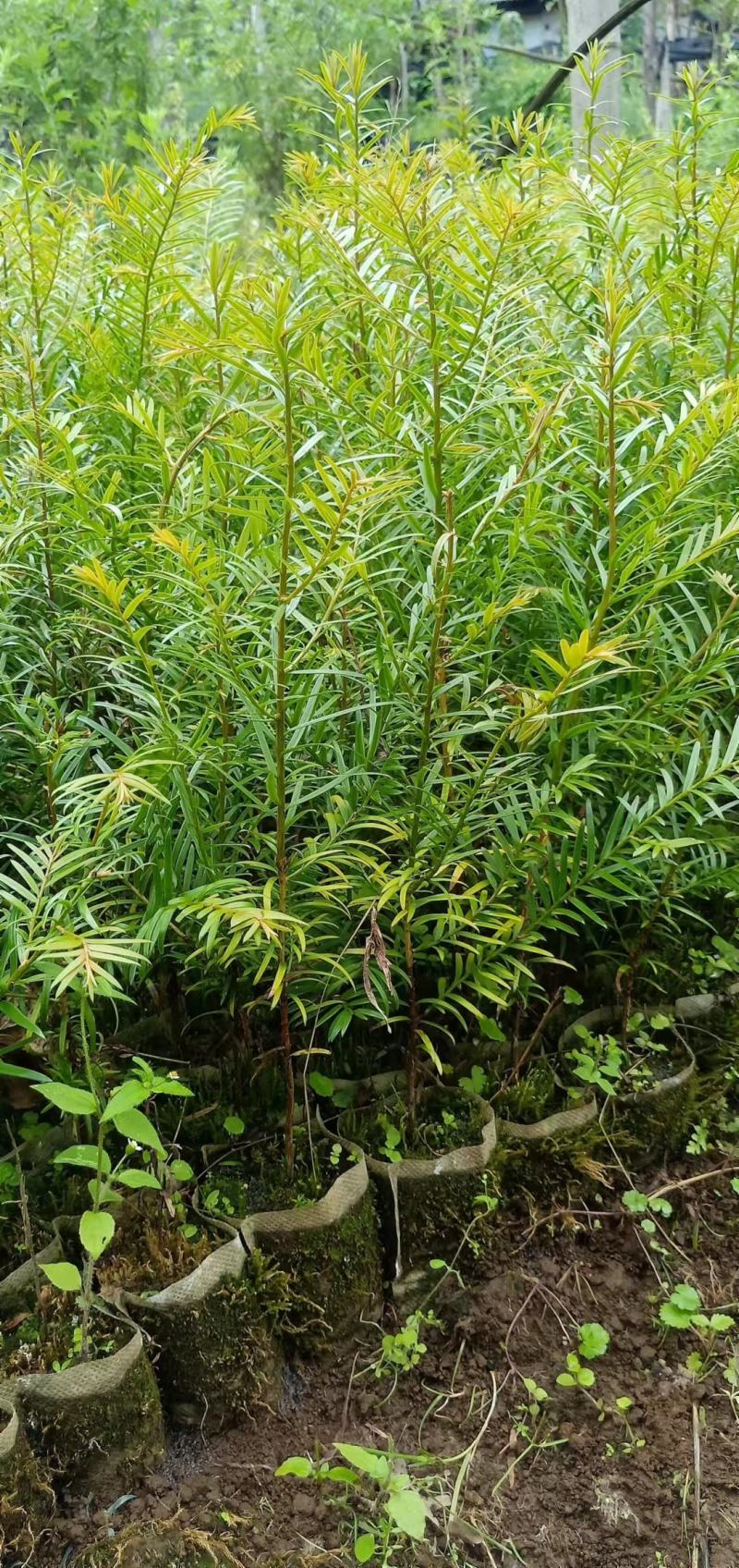 高含量红豆杉，云南红豆杉，各种规格