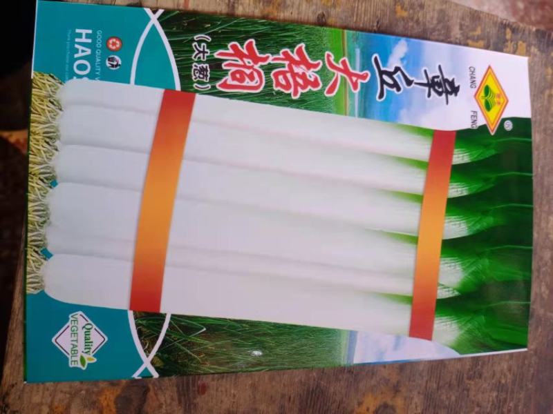 山东章丘大葱种子高产耐寒铁杆苗蔬菜苗子种籽四季春季大葱种
