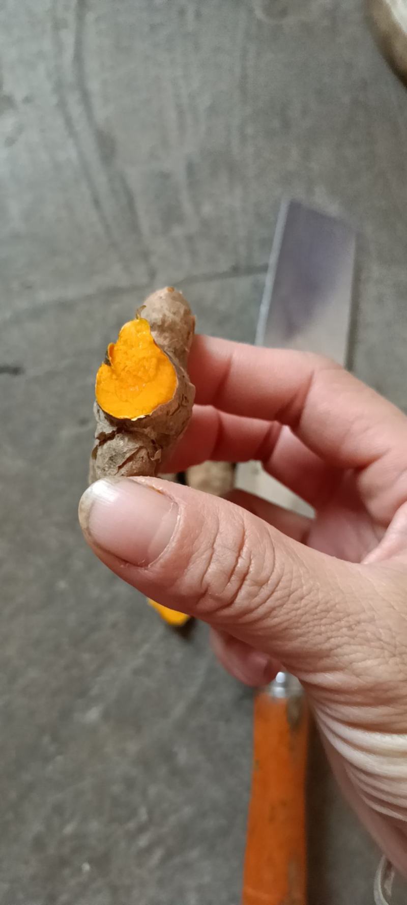 巴马姜黄，中药材，品质好现挖现发
