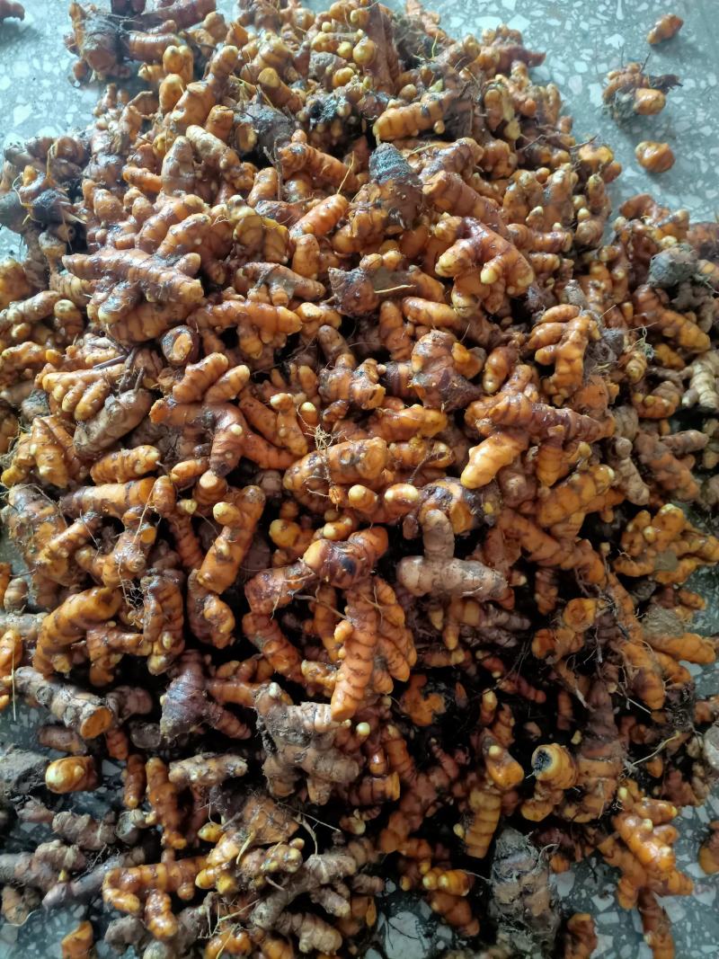 巴马姜黄，中药材，品质好现挖现发