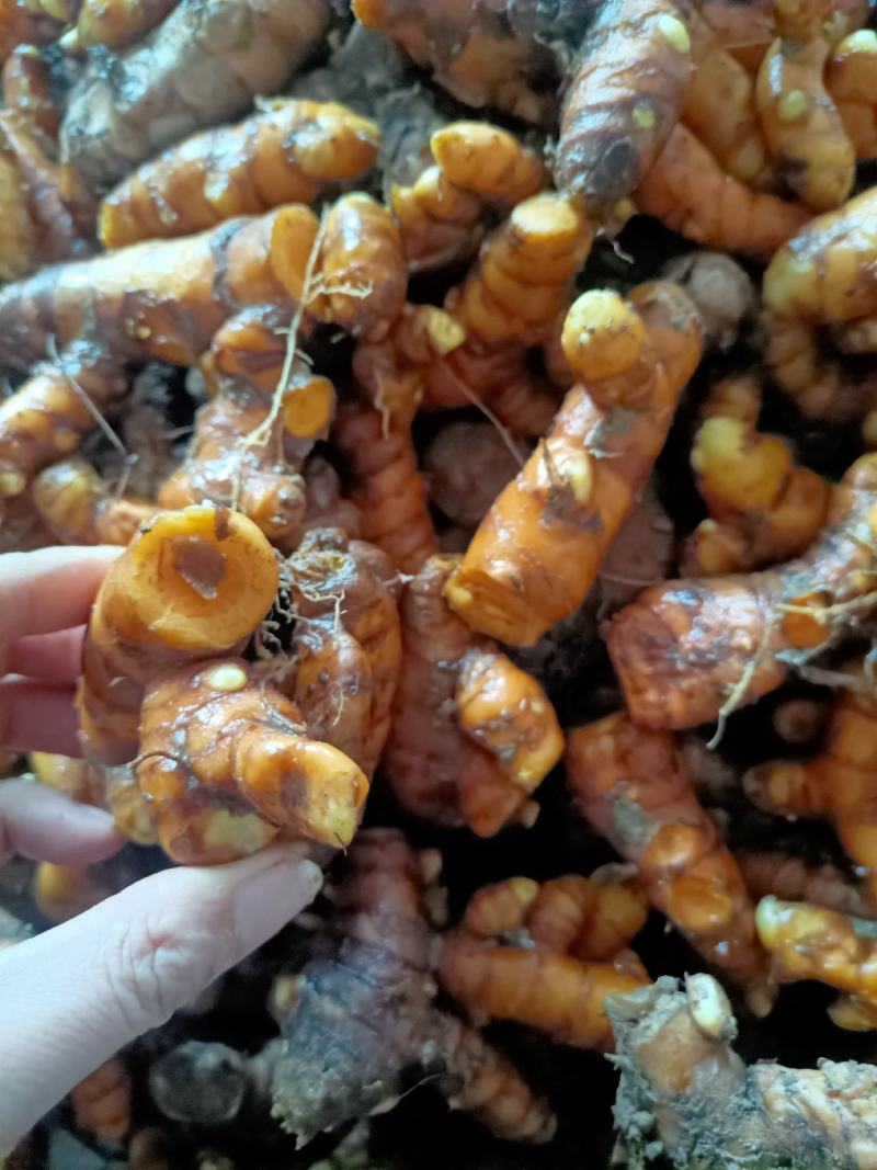 巴马姜黄，中药材，品质好现挖现发