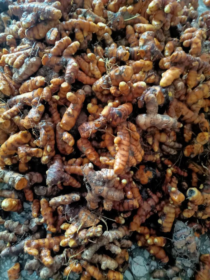 巴马姜黄，中药材，品质好现挖现发