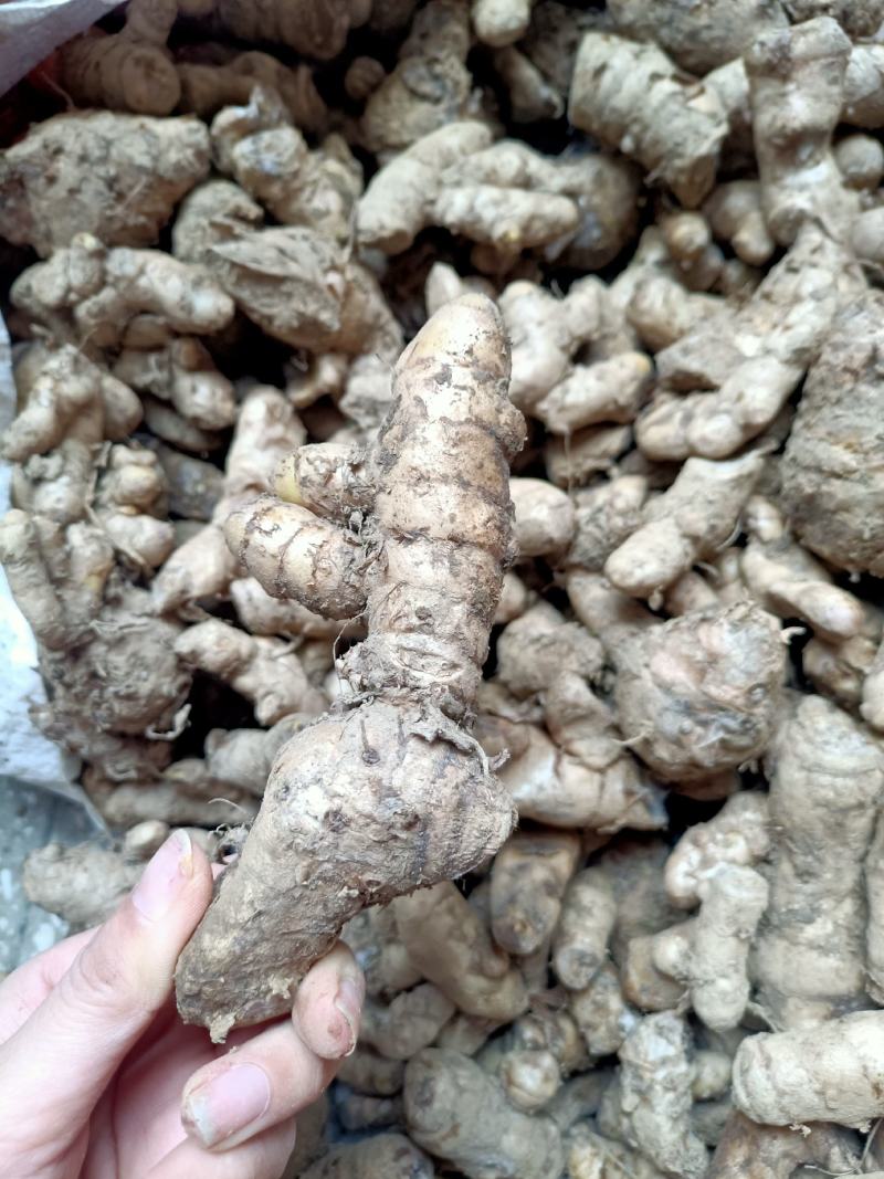 姜黄中药材，由于地方不同叫法不同