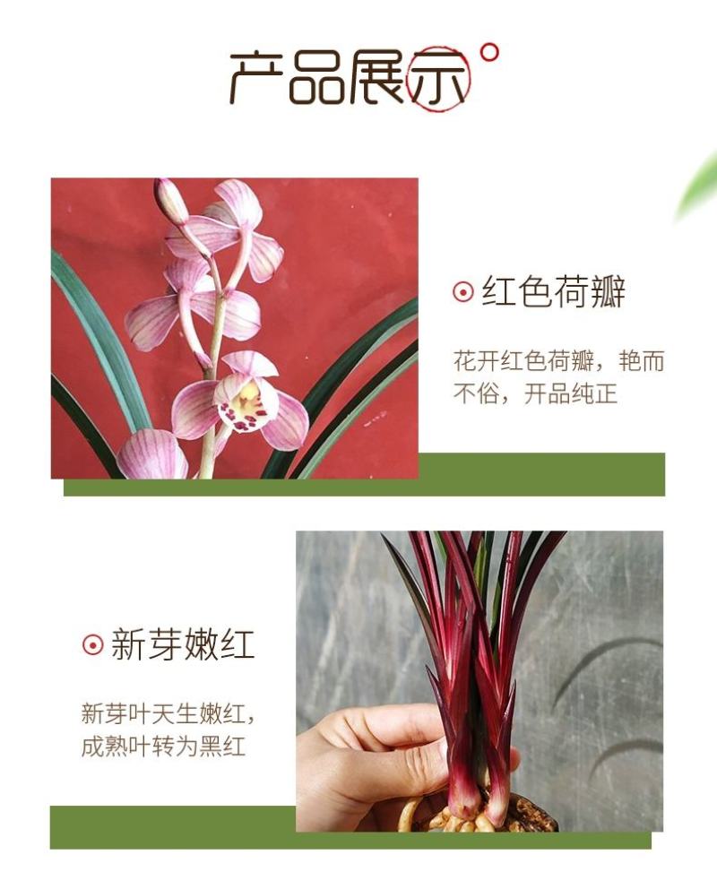 兰花苗兰花建兰红草红荷大苗红芽荷瓣红花基地批发直销