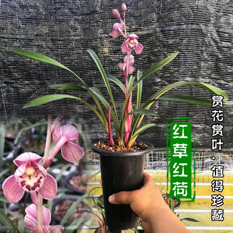兰花苗兰花建兰红草红荷大苗红芽荷瓣红花基地批发直销