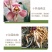 兰花苗兰花建兰红草红荷大苗红芽荷瓣红花基地批发直销
