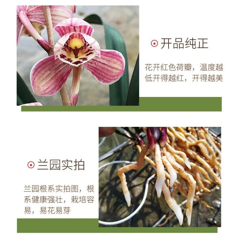 兰花苗兰花建兰红草红荷大苗红芽荷瓣红花基地批发直销