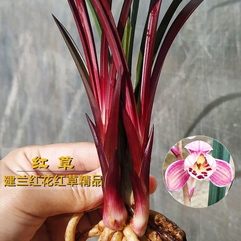 兰花苗兰花建兰红草红荷大苗红芽荷瓣红花基地批发直销