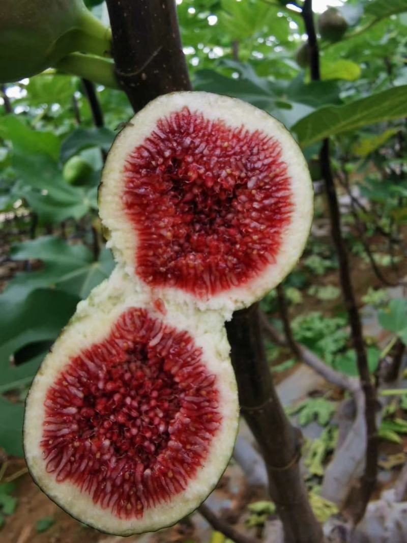 无花果苗/格莱斯海宁/培育苗南北方/水蜜桃味/盆栽果树