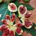 无花果苗格莱斯海宁培育苗南北方种植水蜜桃味新品种盆栽果树