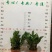 金钱树盆栽雪铁芋摇钱树盆景吉祥树办公室家居送礼寓意好