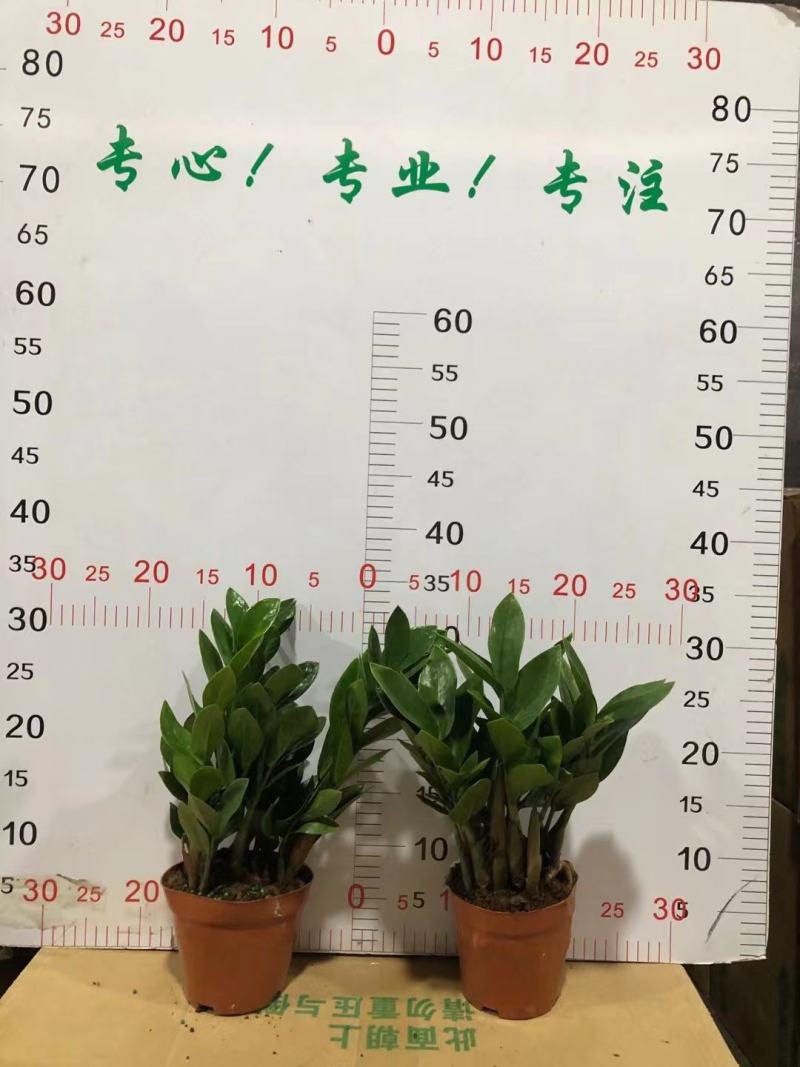 金钱树盆栽雪铁芋摇钱树盆景吉祥树办公室家居送礼寓意好