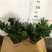 金钱树盆栽雪铁芋摇钱树盆景吉祥树办公室家居送礼寓意好