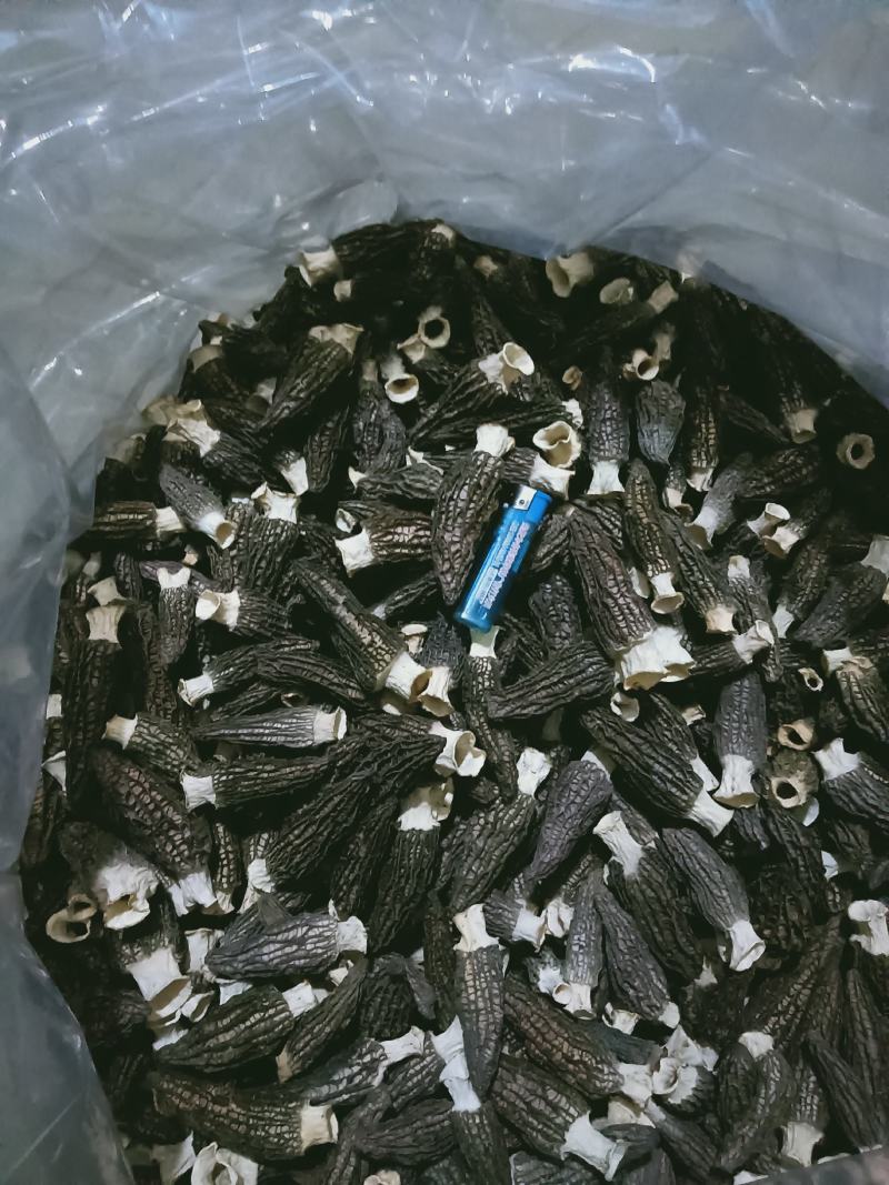 精品羊肚菌