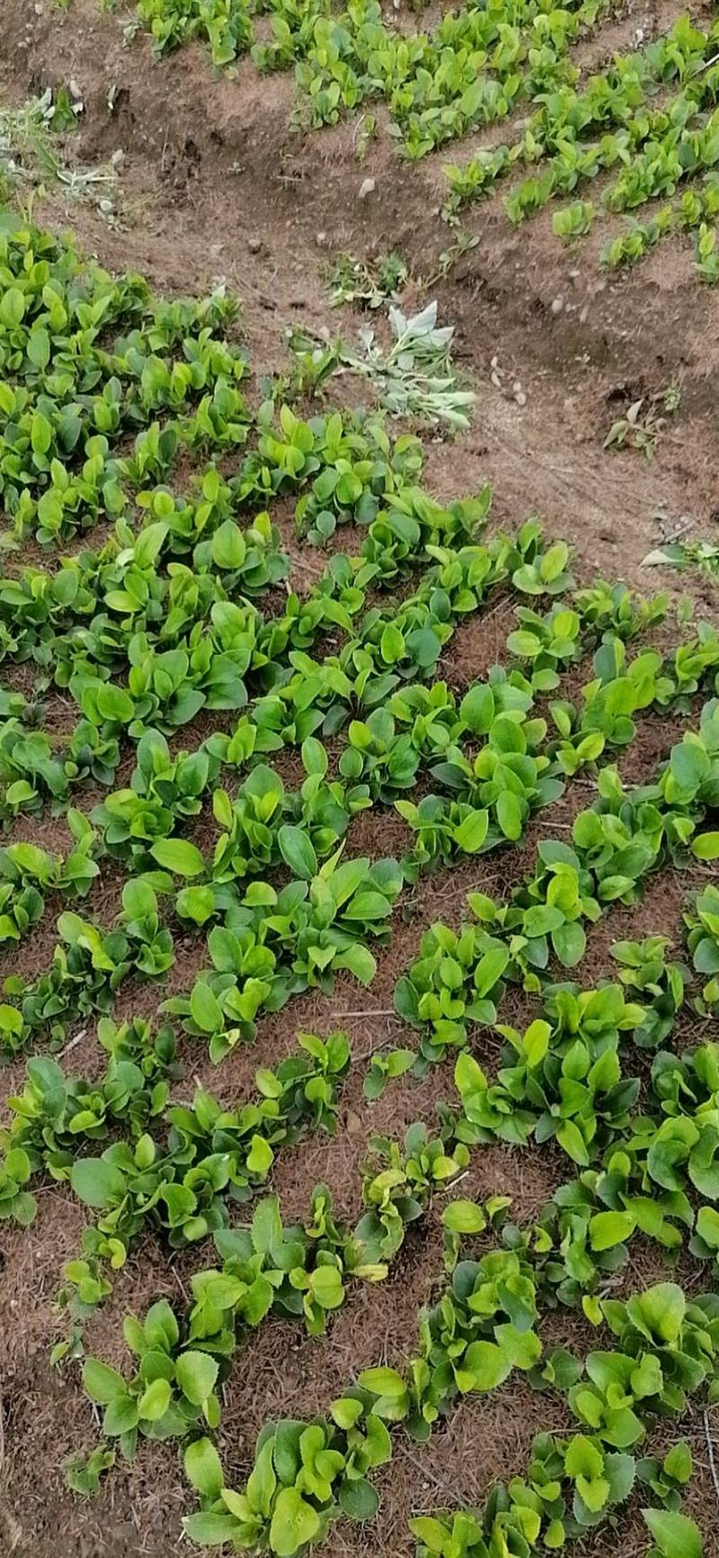 出售优质白茬苍术种子纯手工挑选品种优良生长速度快。