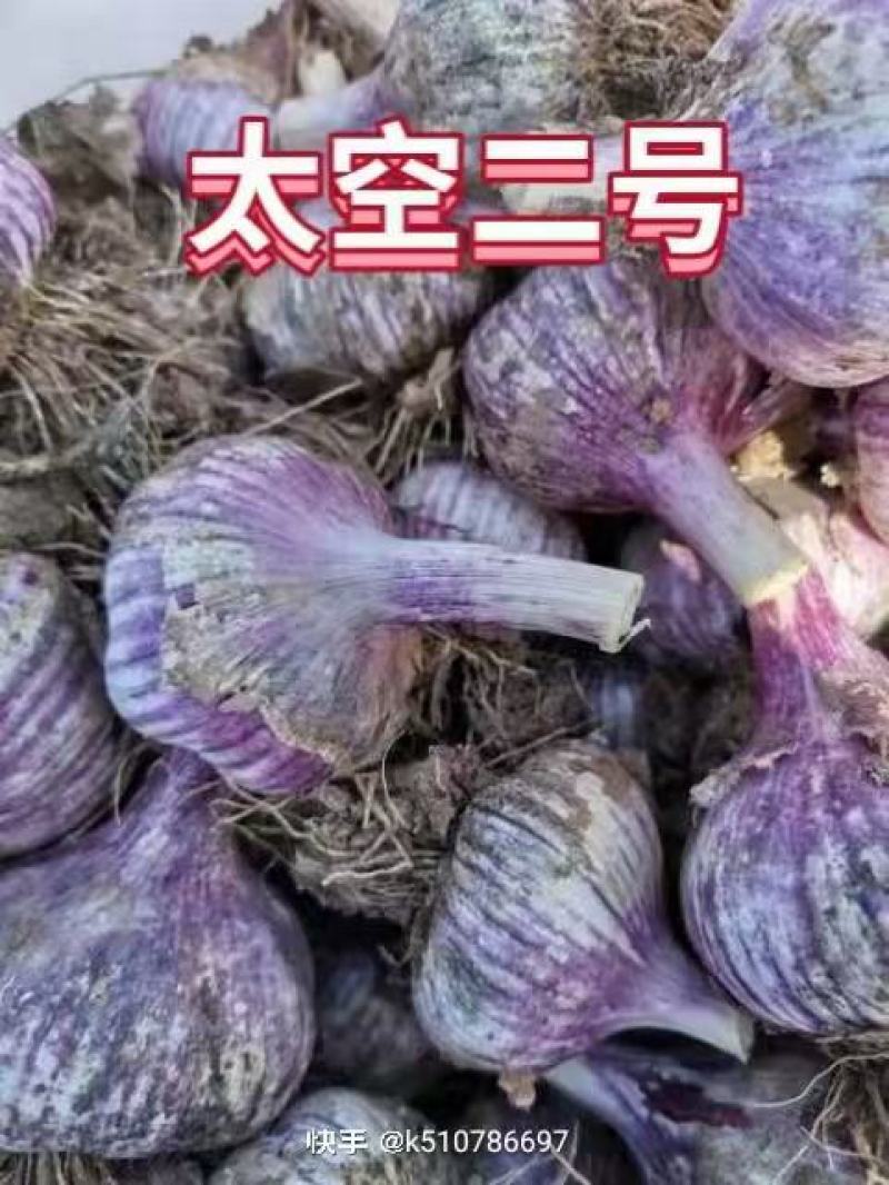 河北大名蒜种