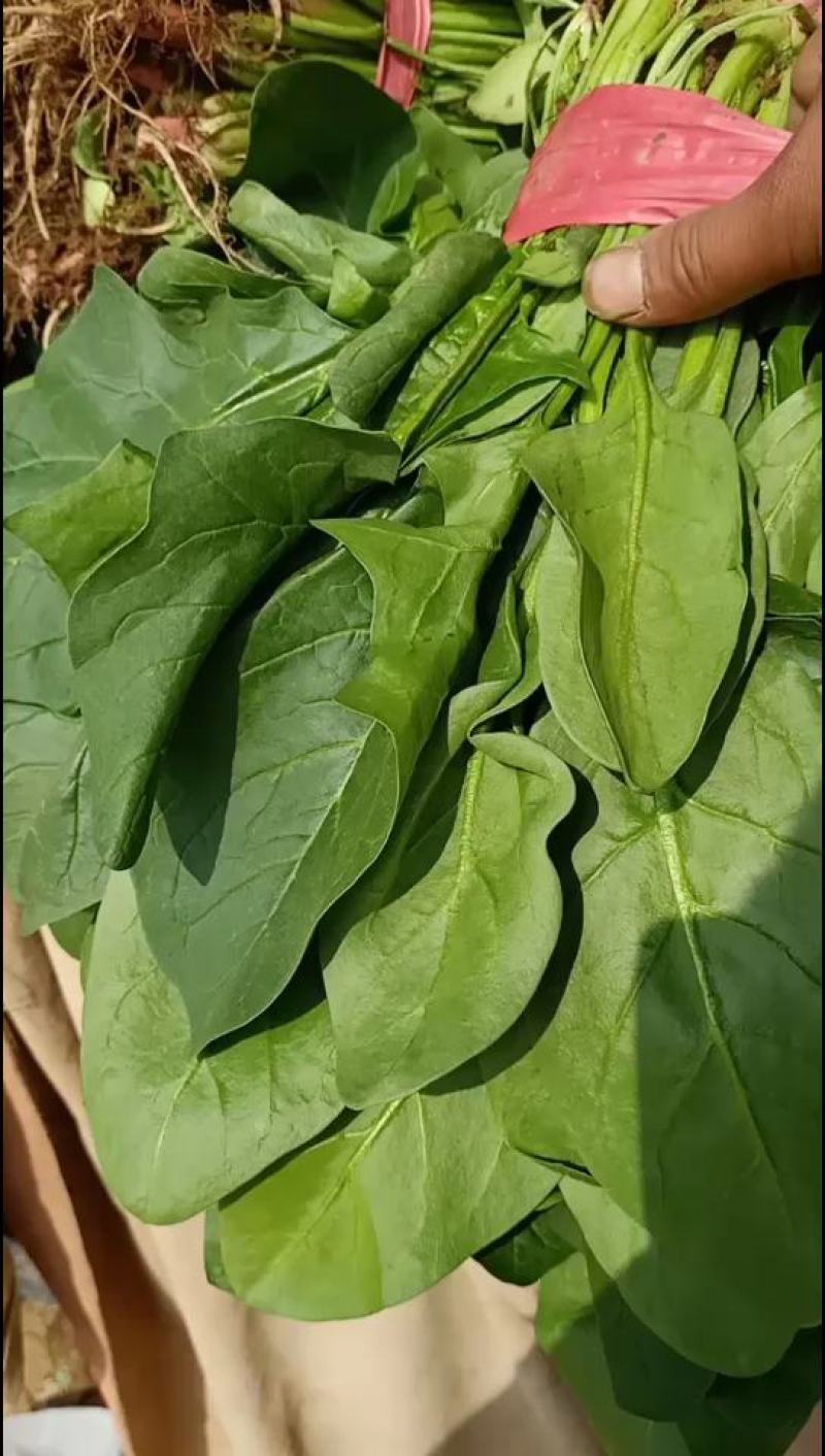 菠菜小叶菠菜精品质量诚信经营质量保证