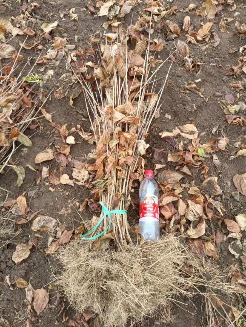 紫叶枫箱果，金叶枫箱果。产地直销，还有杯苗。