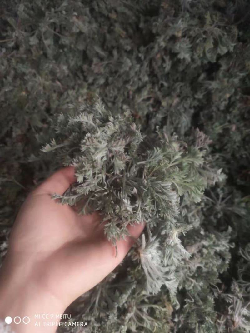 茵陈，白蒿野菜蒸菜产地直发量大从优