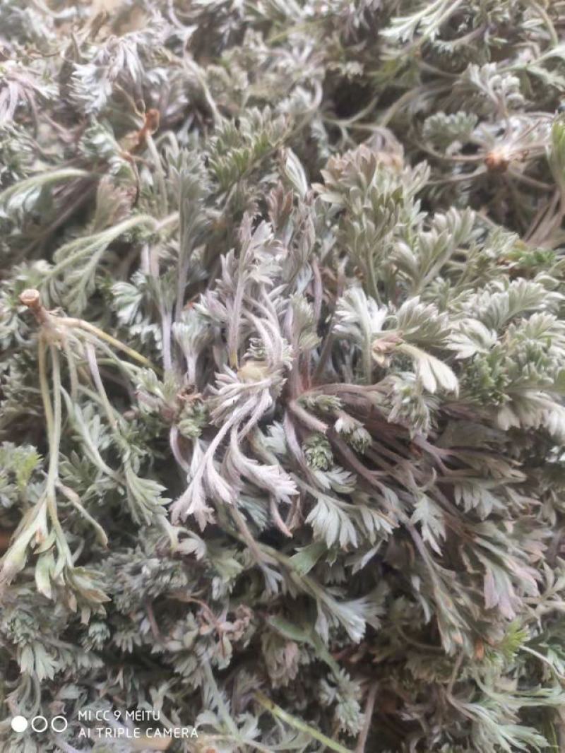 茵陈，白蒿野菜蒸菜产地直发量大从优