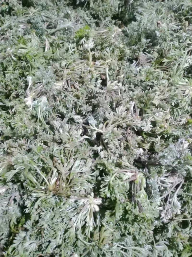 茵陈，白蒿野菜蒸菜产地直发量大从优