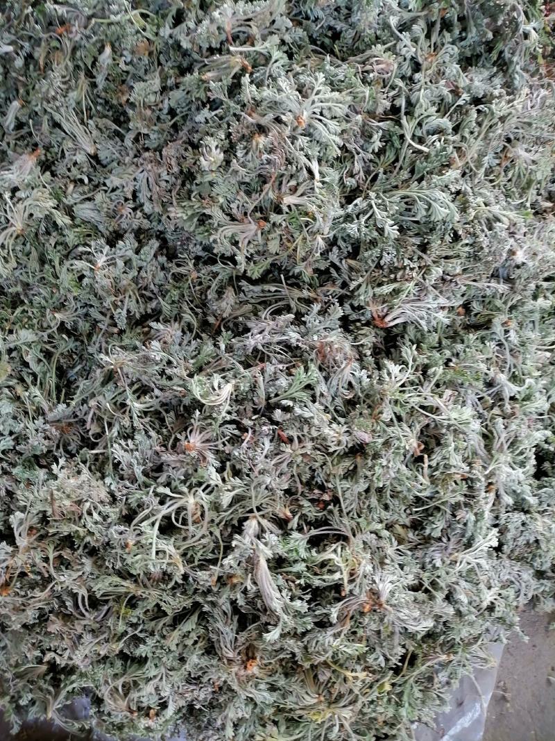 茵陈，白蒿野菜蒸菜产地直发量大从优