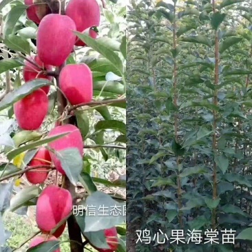 鸡心果树苗果实口感好颜色鲜艳是一种看花又吃果子的