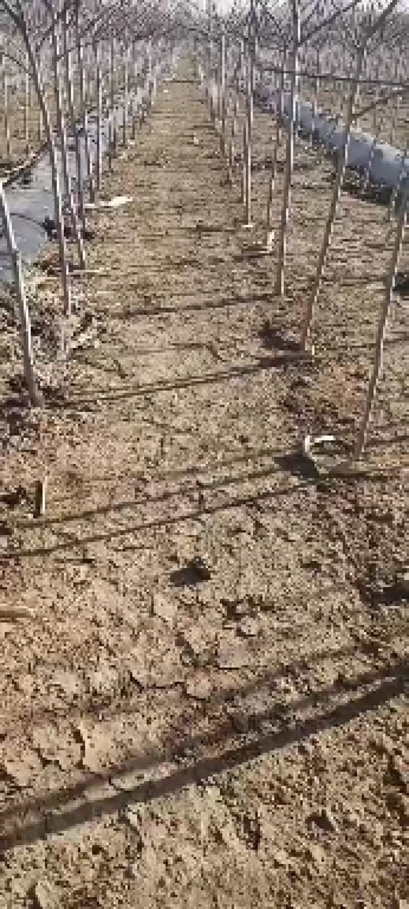 山楂苗红果树苗品种多质量好价格优大金星外把红