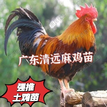 广东名鸡清远麻鸡35-45克黄皮土鸡苗全国发货