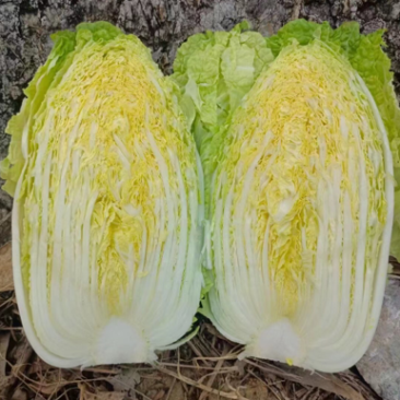 湖北精品大白菜万亩基地大量有货