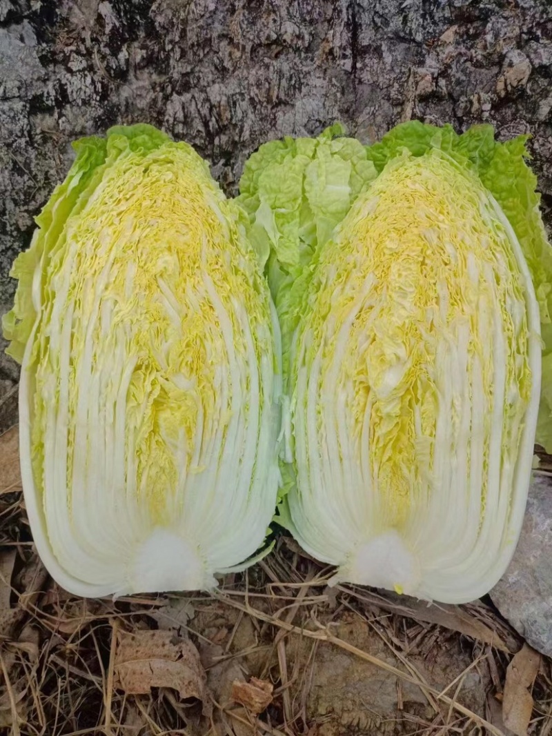 湖北精品大白菜万亩基地大量有货