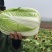 湖北精品大白菜万亩基地大量有货