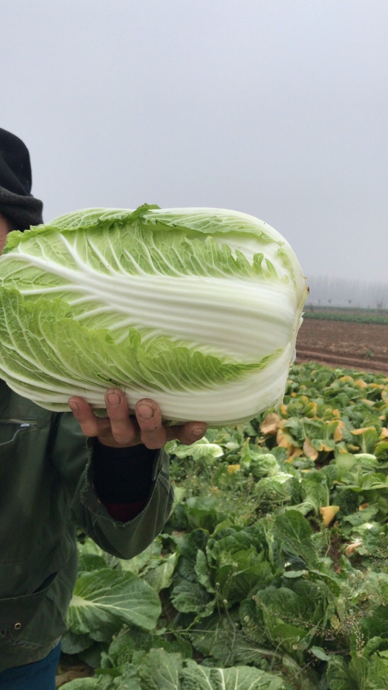湖北精品大白菜万亩基地大量有货