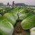 湖北精品大白菜万亩基地大量有货