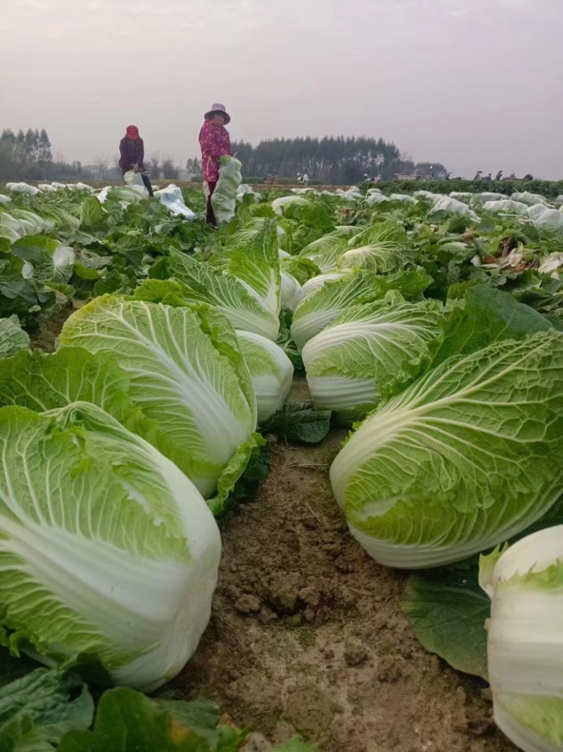 湖北精品大白菜万亩基地大量有货