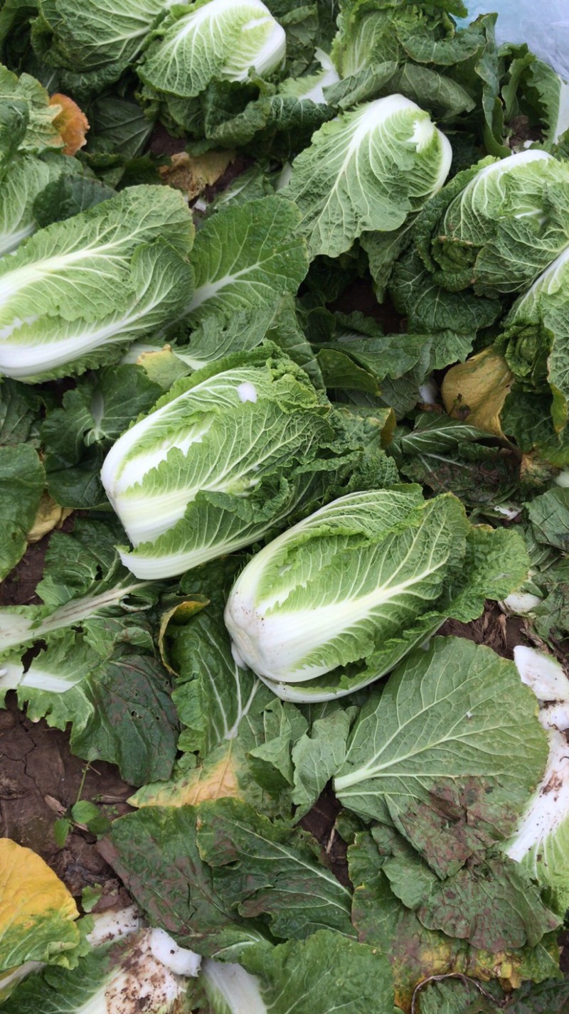 湖北精品大白菜万亩基地大量有货