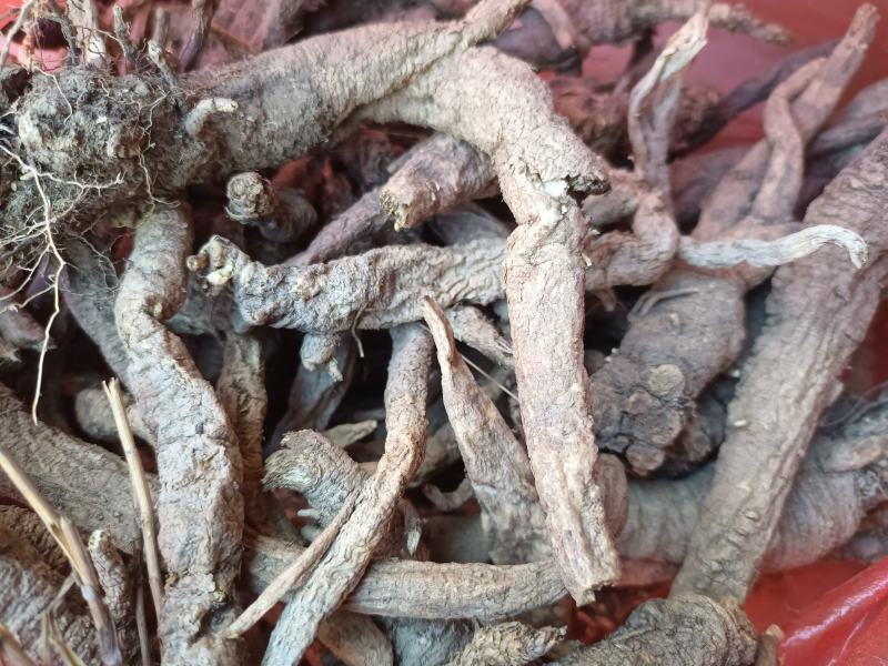 野生南沙参。足干。无硫。纯正野生货。药力足，产地直发