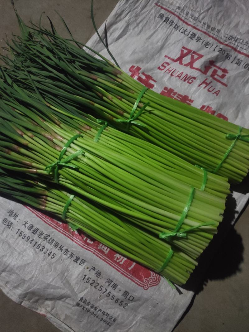 河南蒜薹预售一手货源即将上市量大货优价格实惠