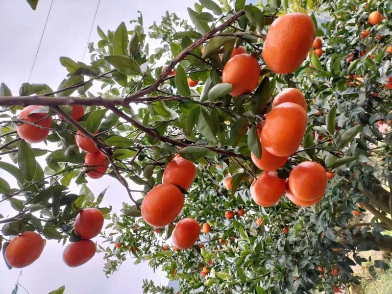 【精品柑橘】玫瑰柑桔默科特柑桔重庆产地直发规格齐全电联