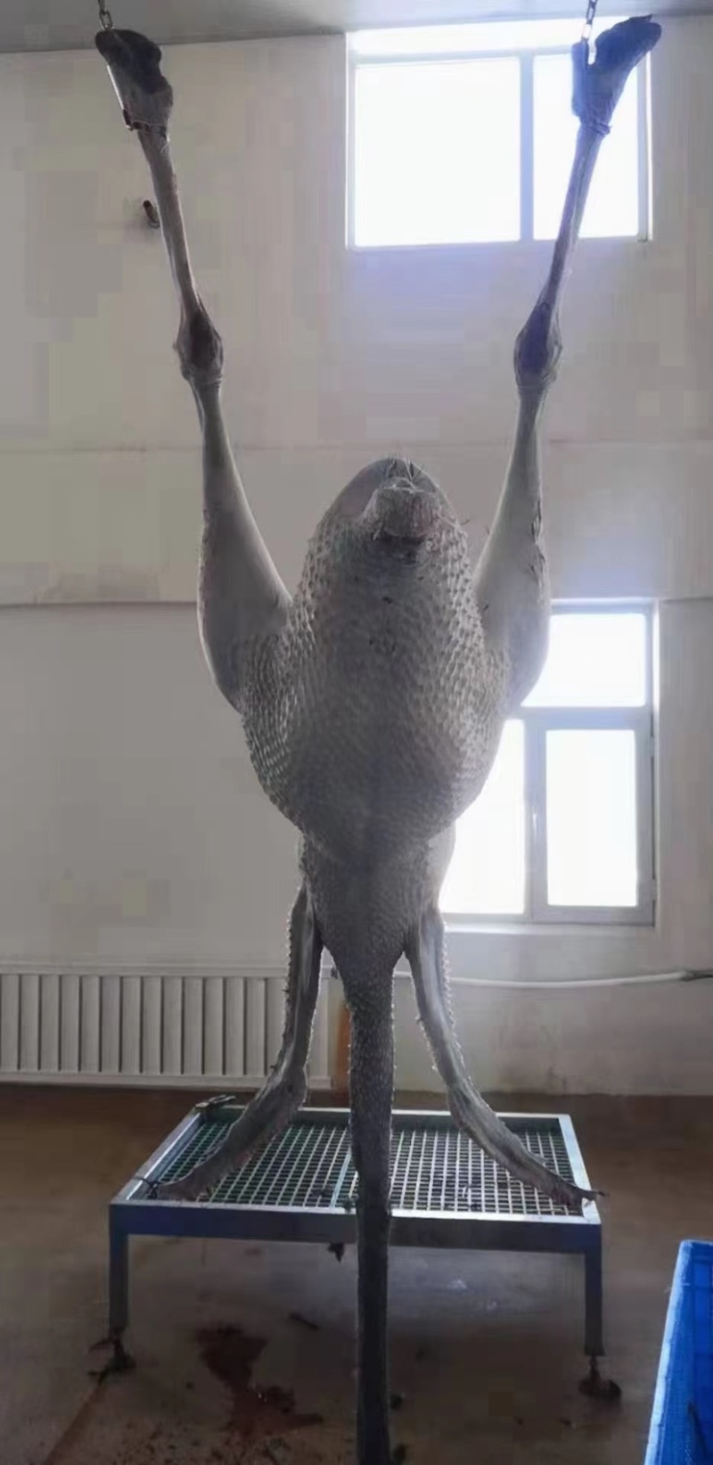 非洲鸵鸟苗，大小都有，澳洲鸵鸟苗成年鸵鸟种鸟包运