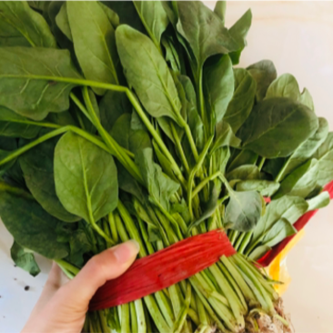菠菜，大量上市，30cm左右，叶绿，便宜